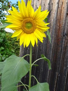 Sonnenblume1