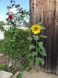 Sonnenblume2